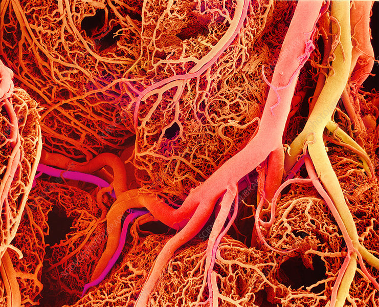 The Critical Role of Nitric Oxide in Microvasculature Health